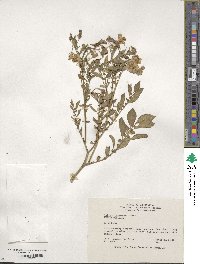 Solanum canasense image