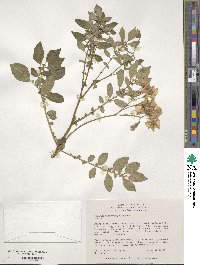 Solanum canasense image