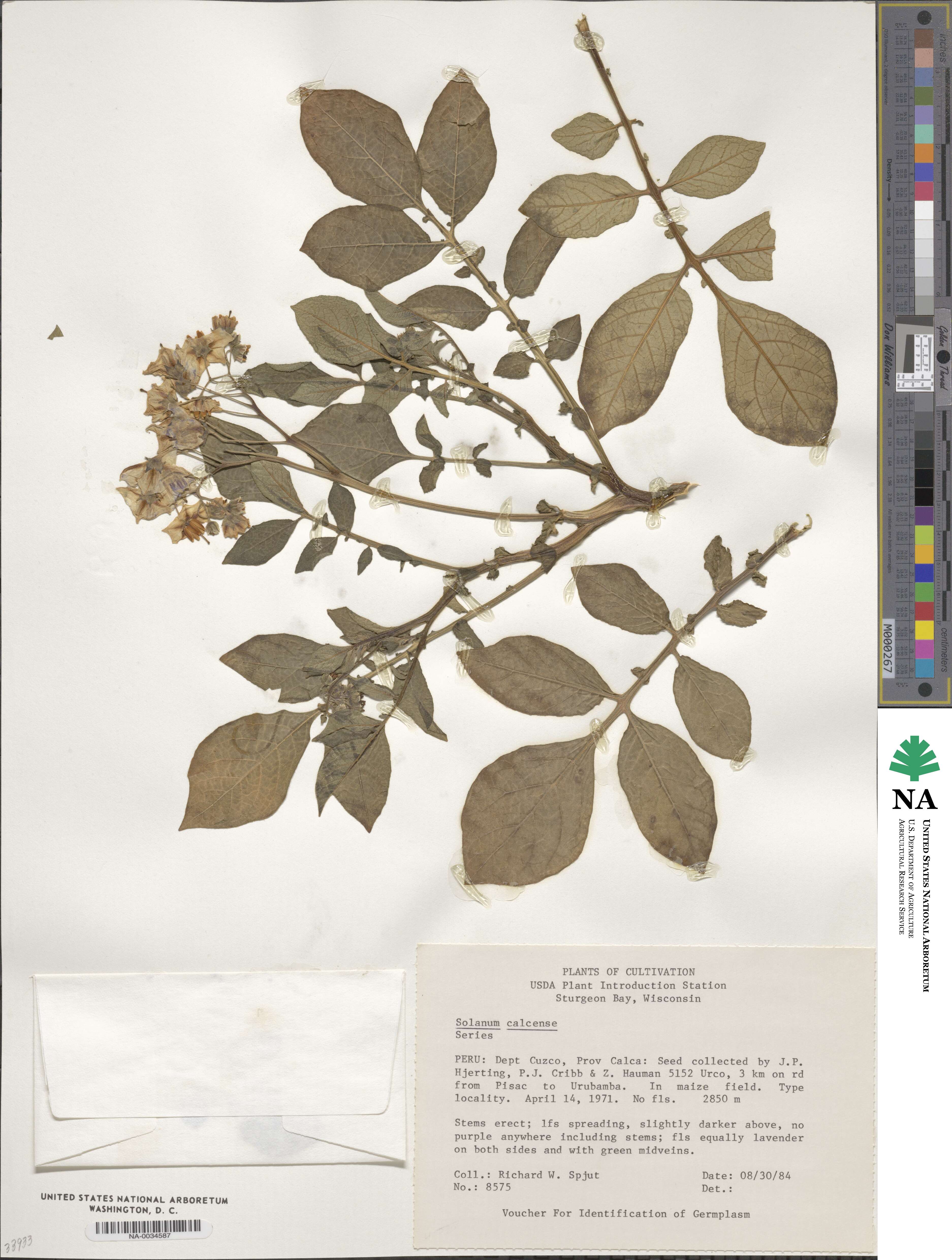 Solanum sparsipilum subsp. calcense image