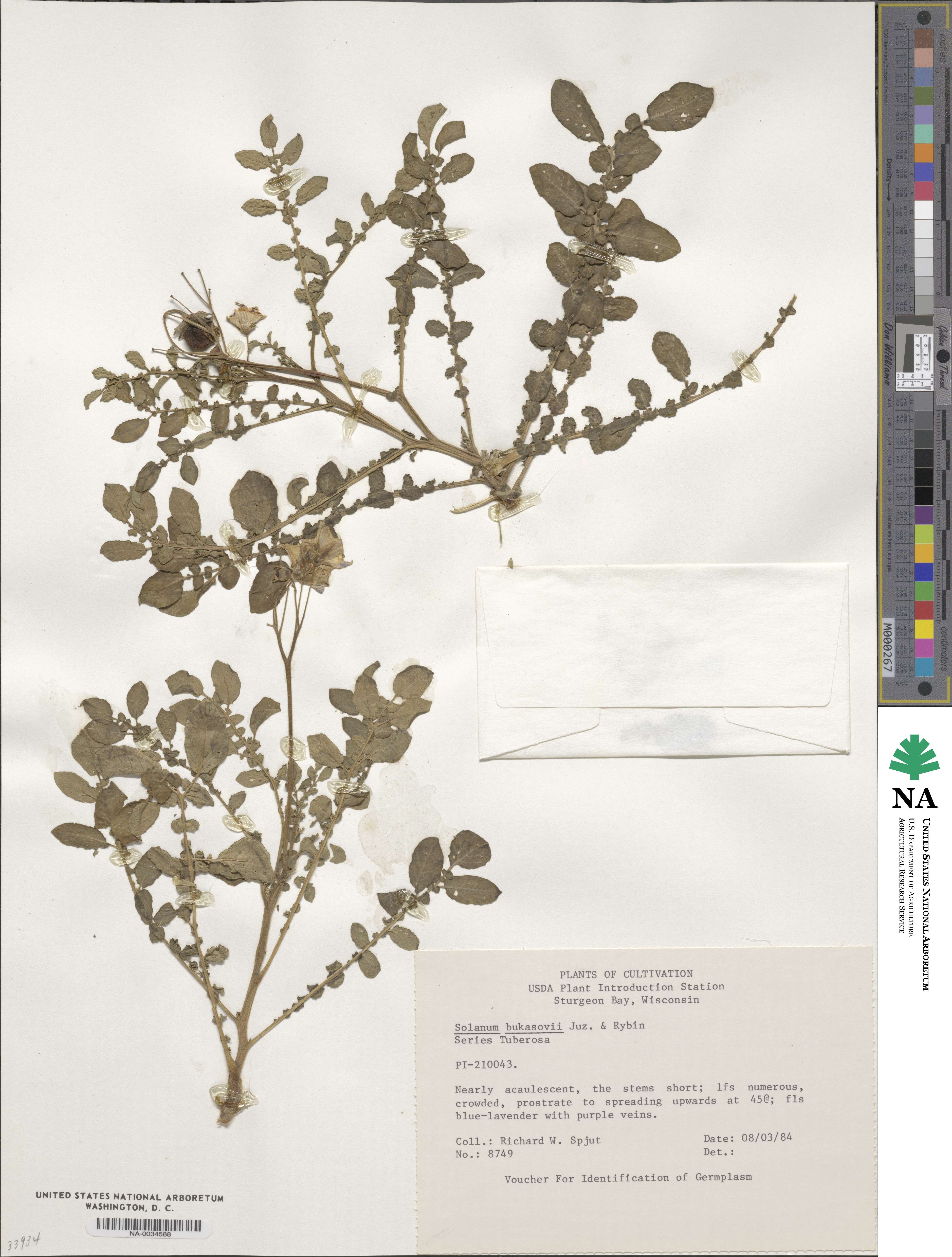 Solanum bukasovii image