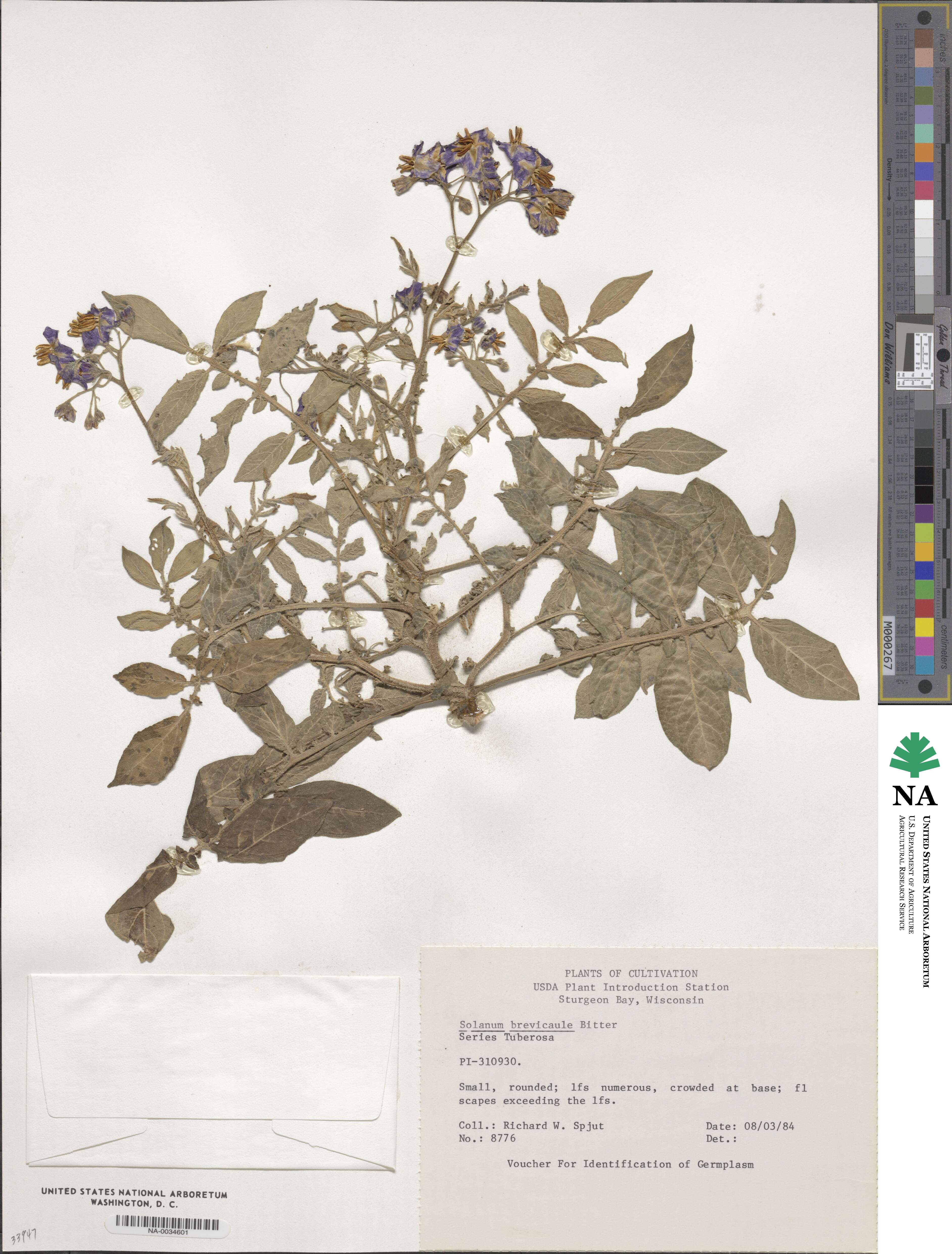 Solanum brevicaule image