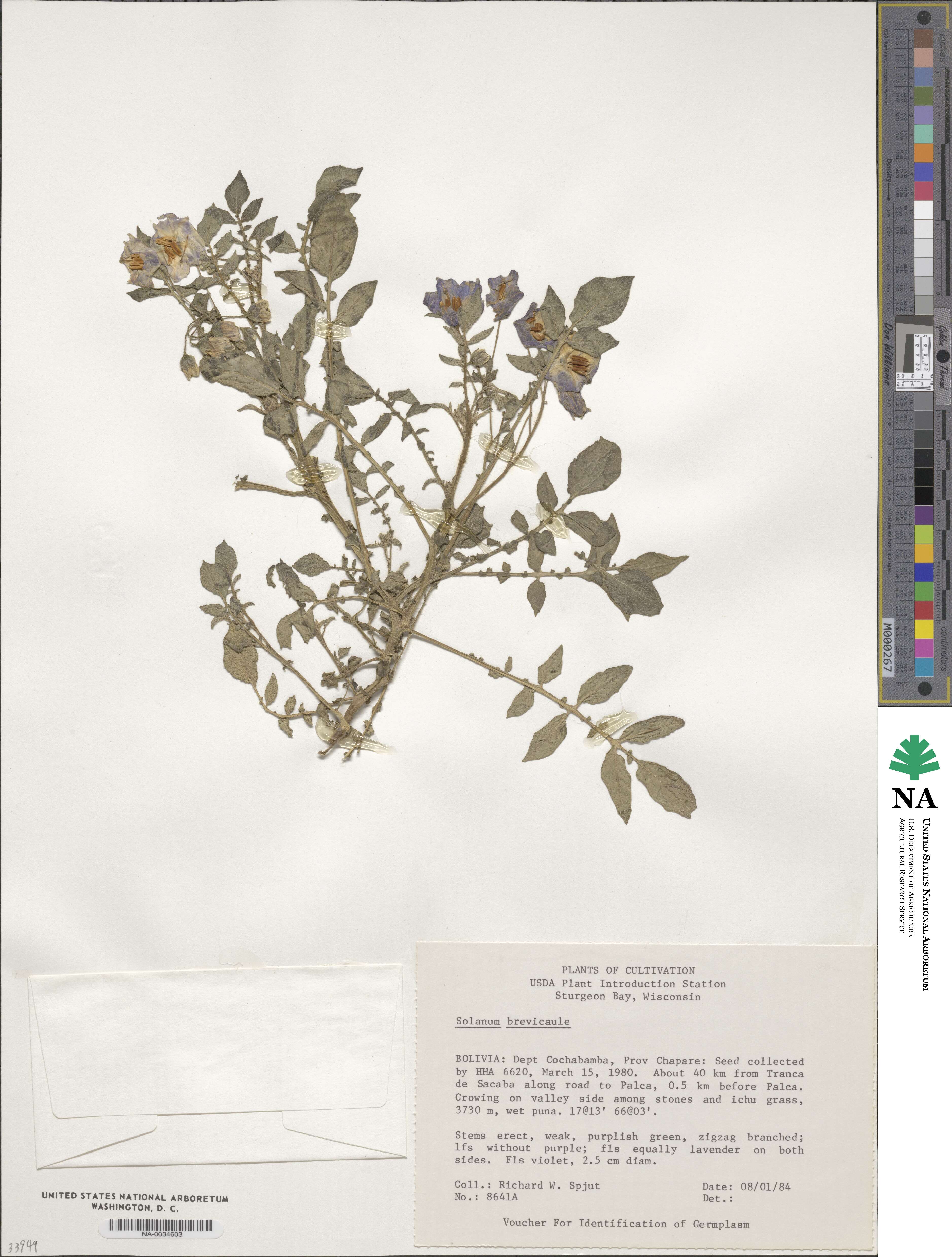 Solanum brevicaule image