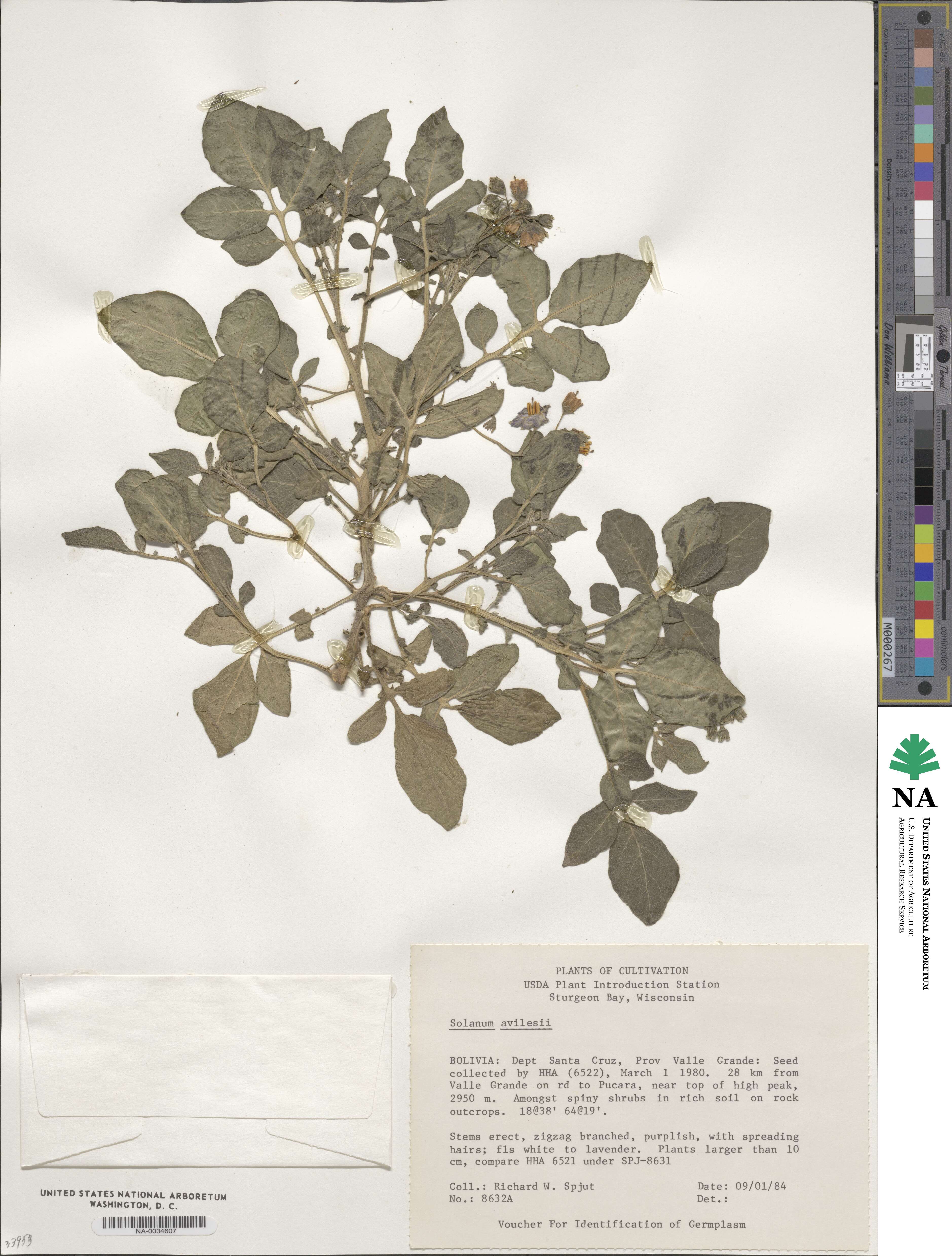 Solanum candelarianum image