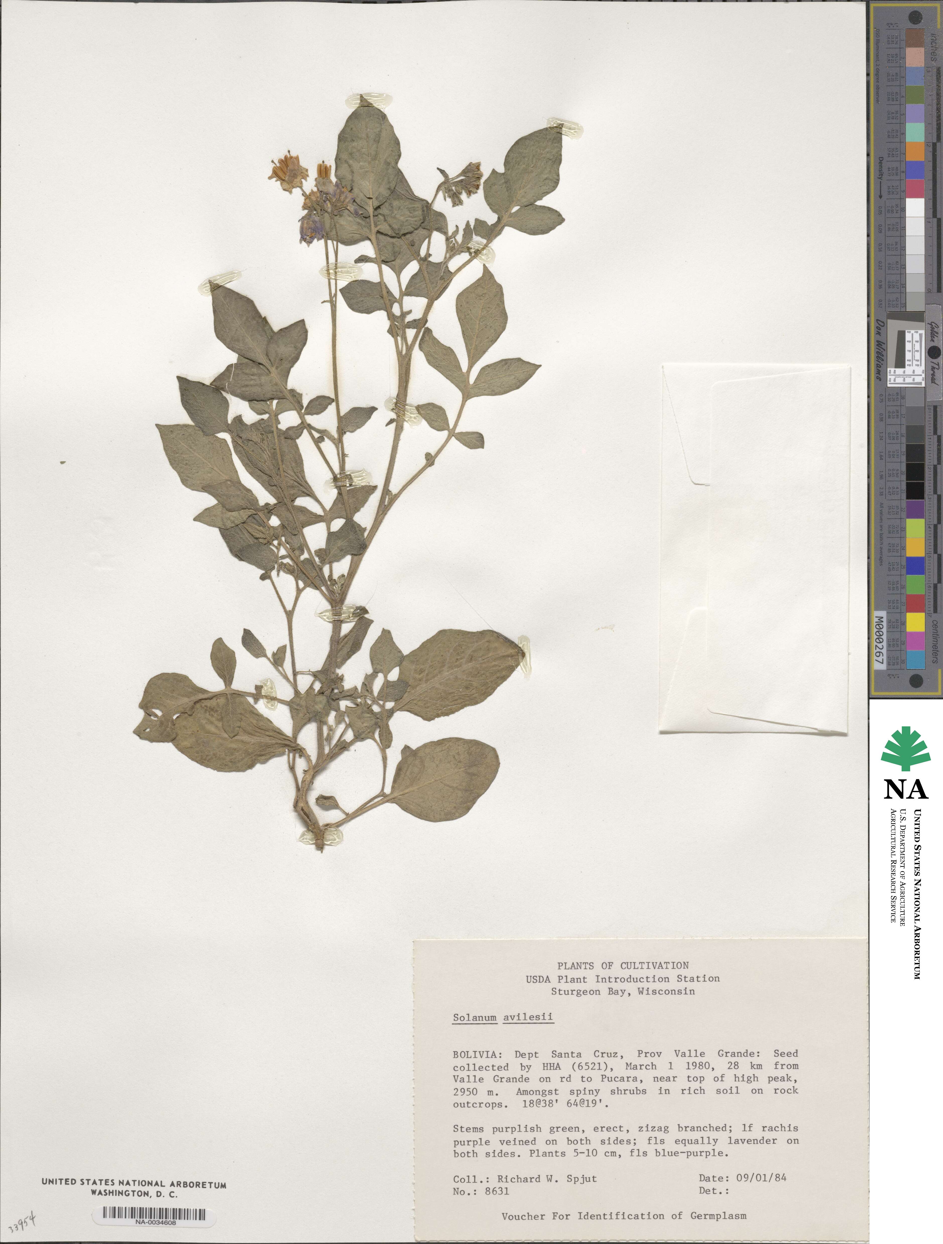 Solanum candelarianum image