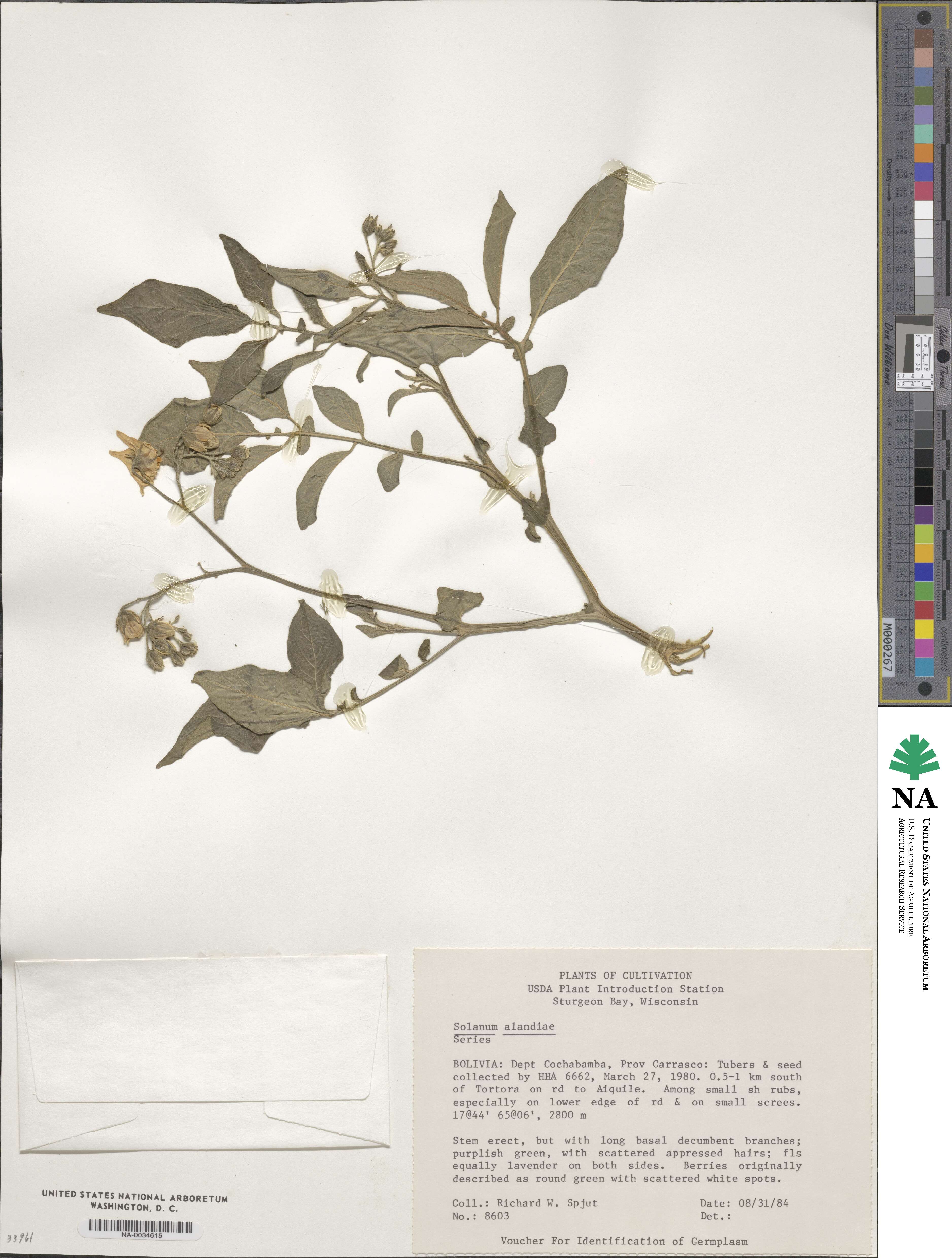 Solanum alandiae image