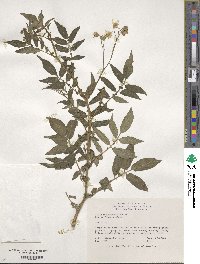 Solanum chacoense image