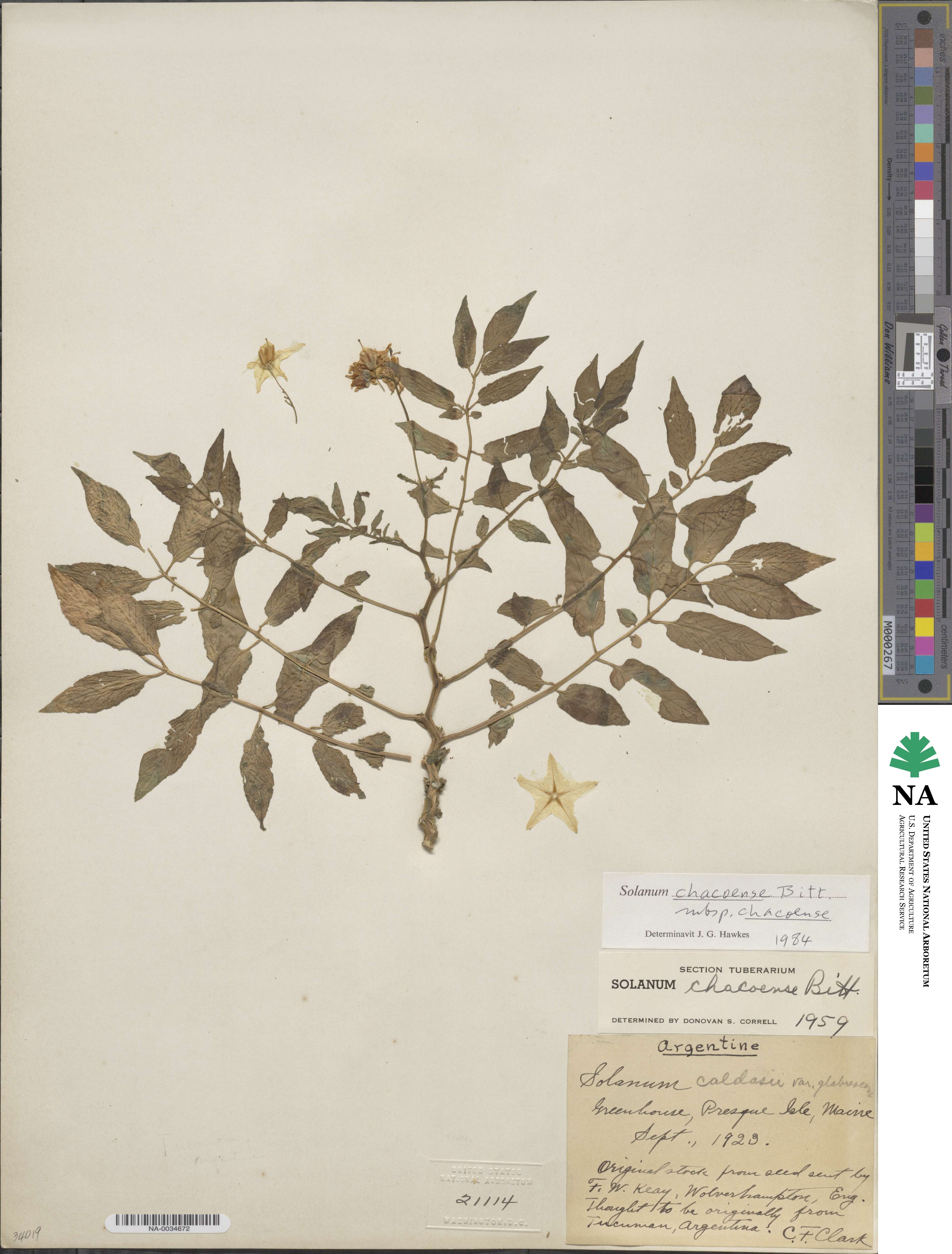 Solanum chacoense subsp. chacoense image