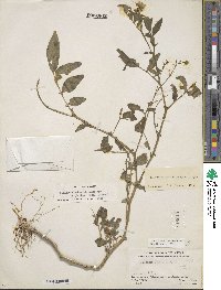 Solanum stenophyllidium image