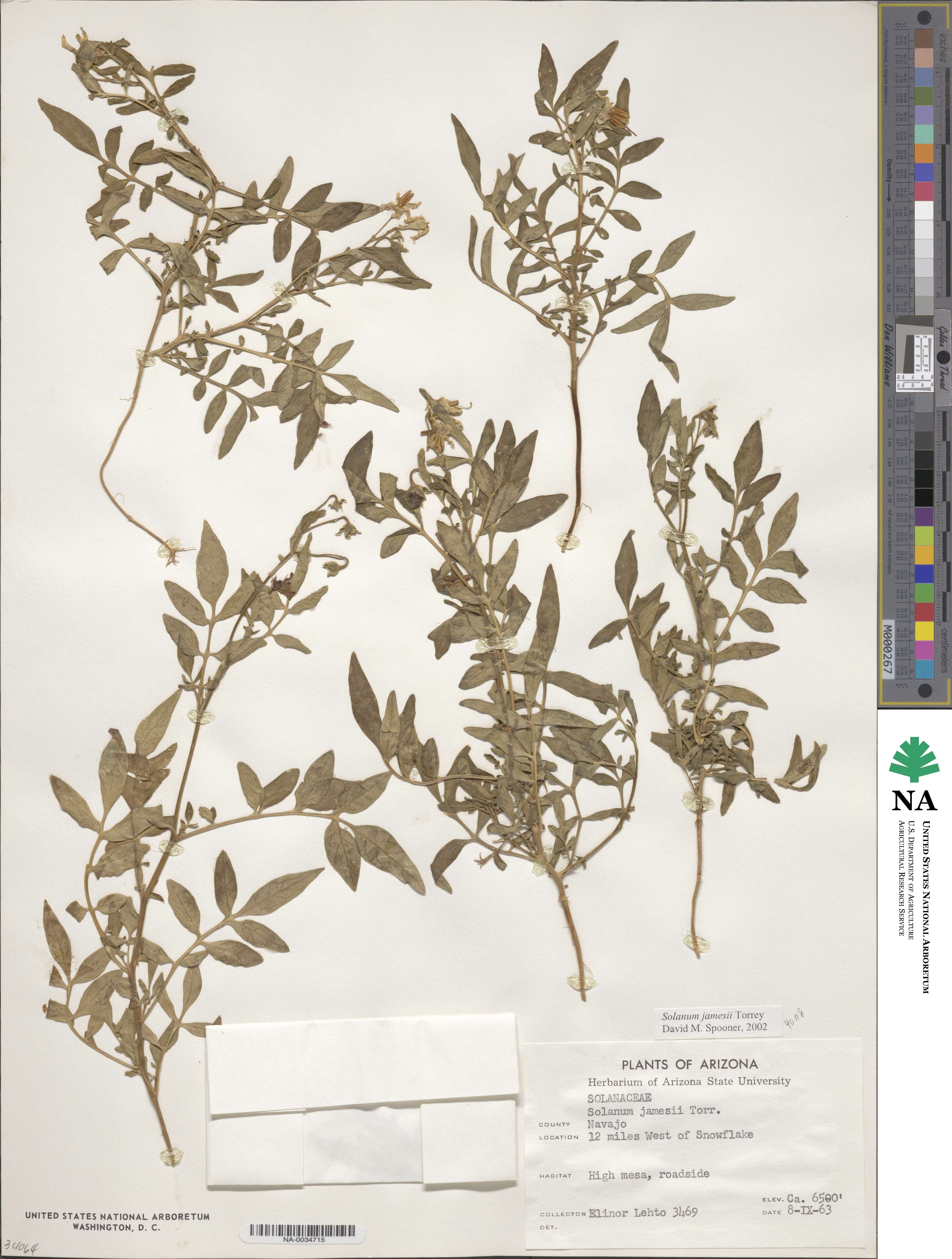 Solanum jamesii image