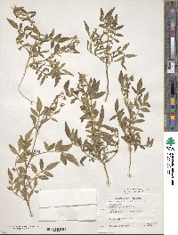 Solanum jamesii image