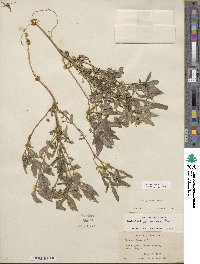 Solanum jamesii image