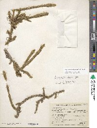 Lycopodiella alopecuroides image