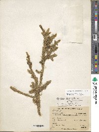 Lycopodiella alopecuroides image