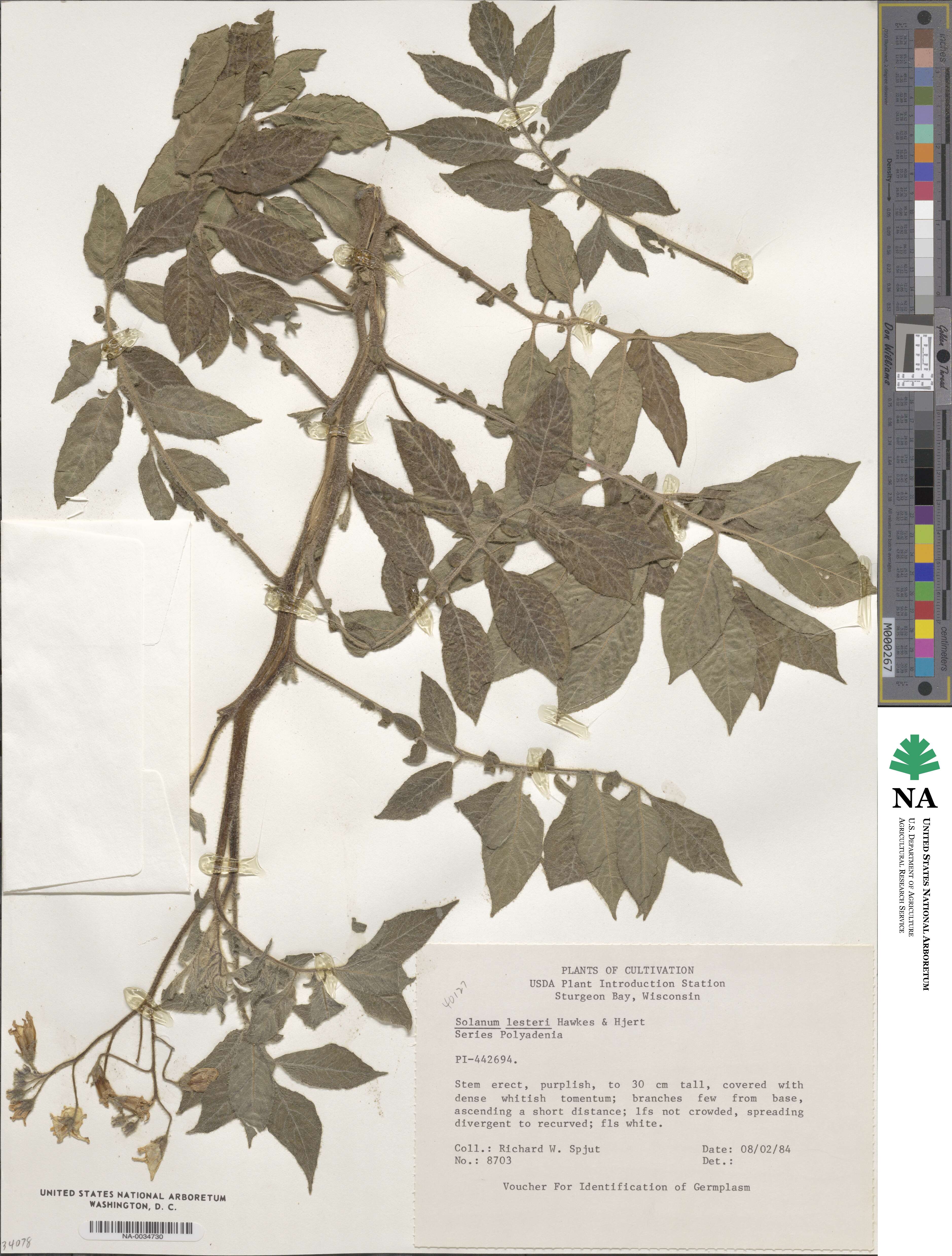 Solanum lesteri image