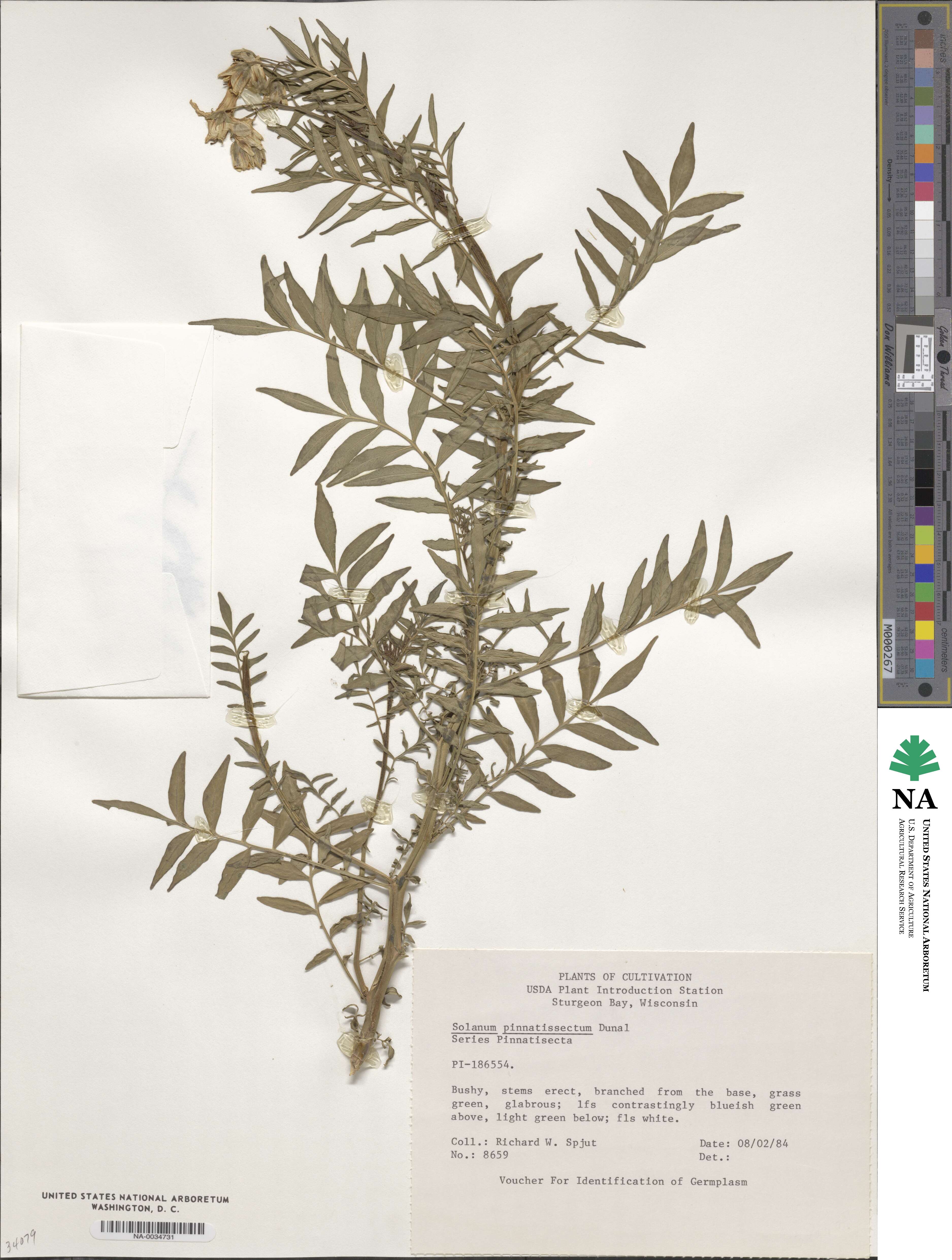 Solanum pinnatisectum image