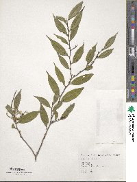 Eurya acuminata image