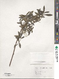 Daphne arisanensis image