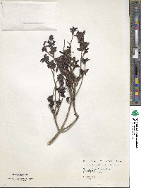 Ilex yunnanensis image