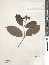 Viburnum odoratissimum image