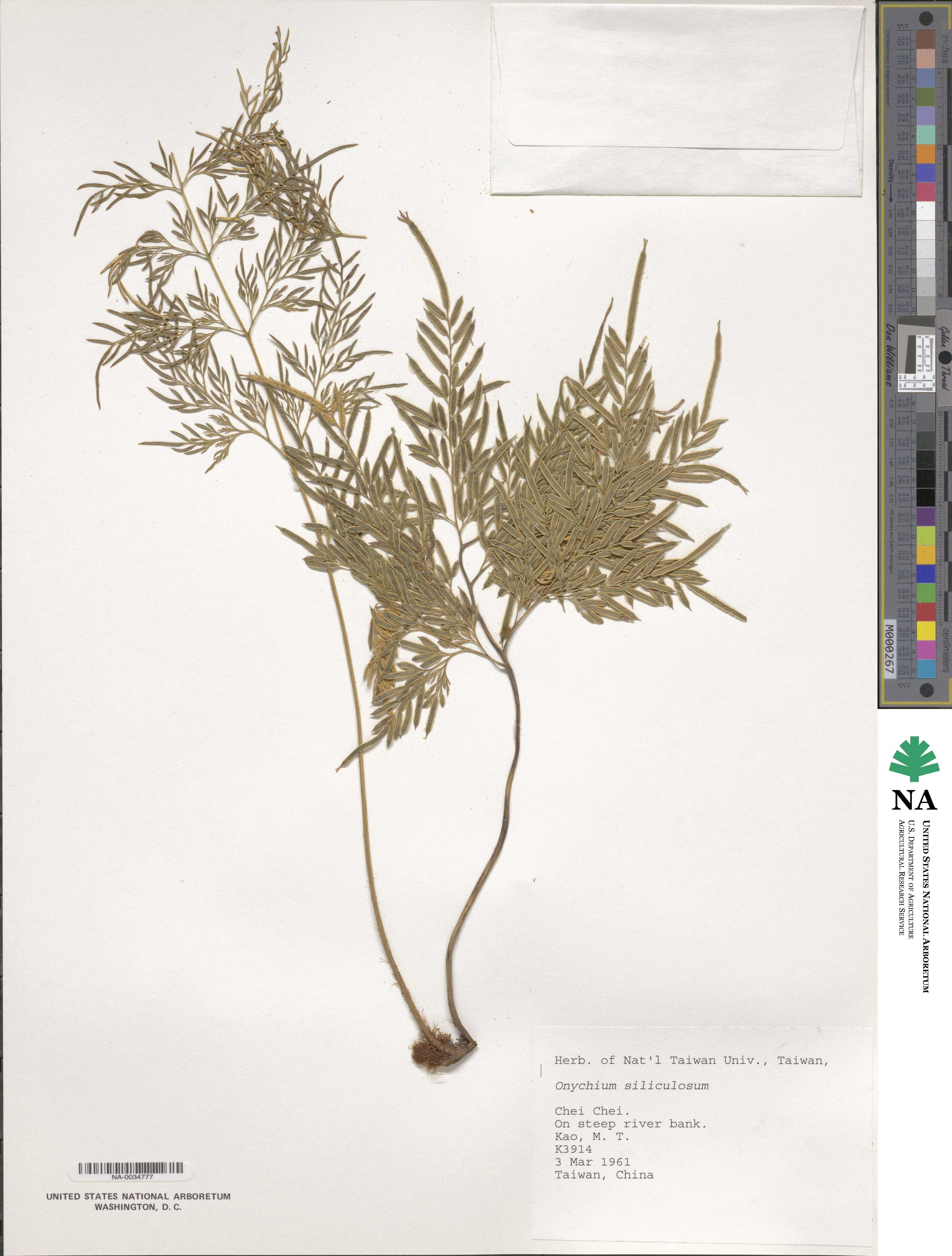 Onychium siliculosum image