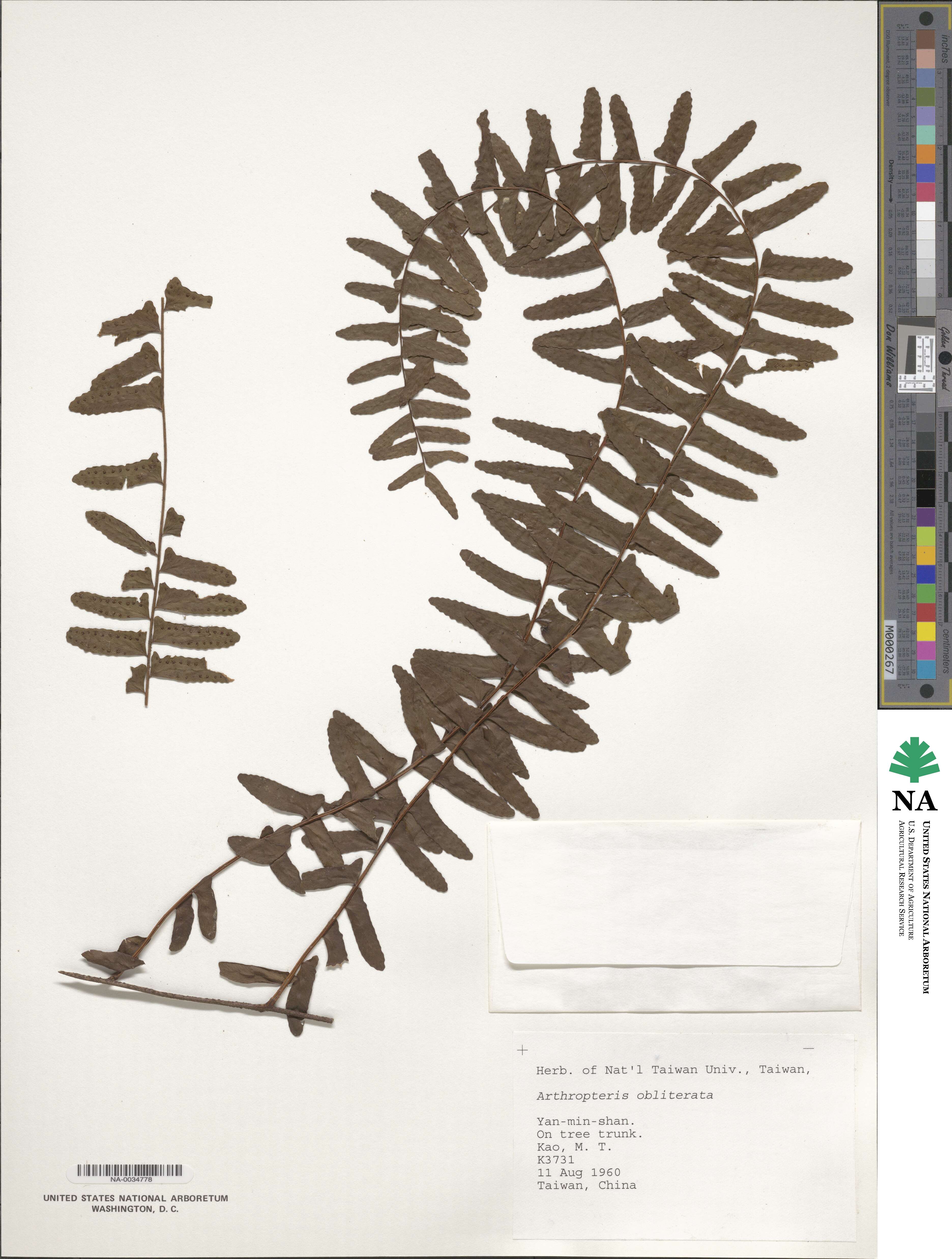 Arthropteris palisotii image