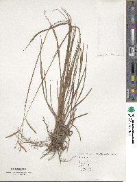 Paspalum scrobiculatum image