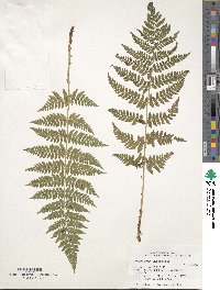 Dryopteris intermedia image