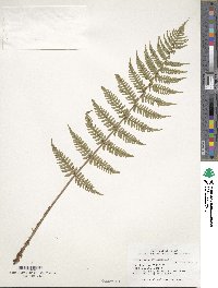 Dryopteris marginalis image