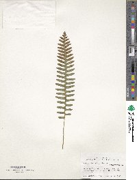 Polypodium virginianum image