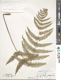 Dryopteris marginalis image