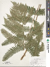 Dryopteris goldieana image