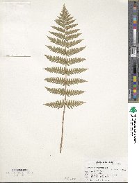 Dryopteris marginalis image