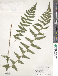 Dryopteris cristata image