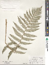 Dryopteris marginalis image