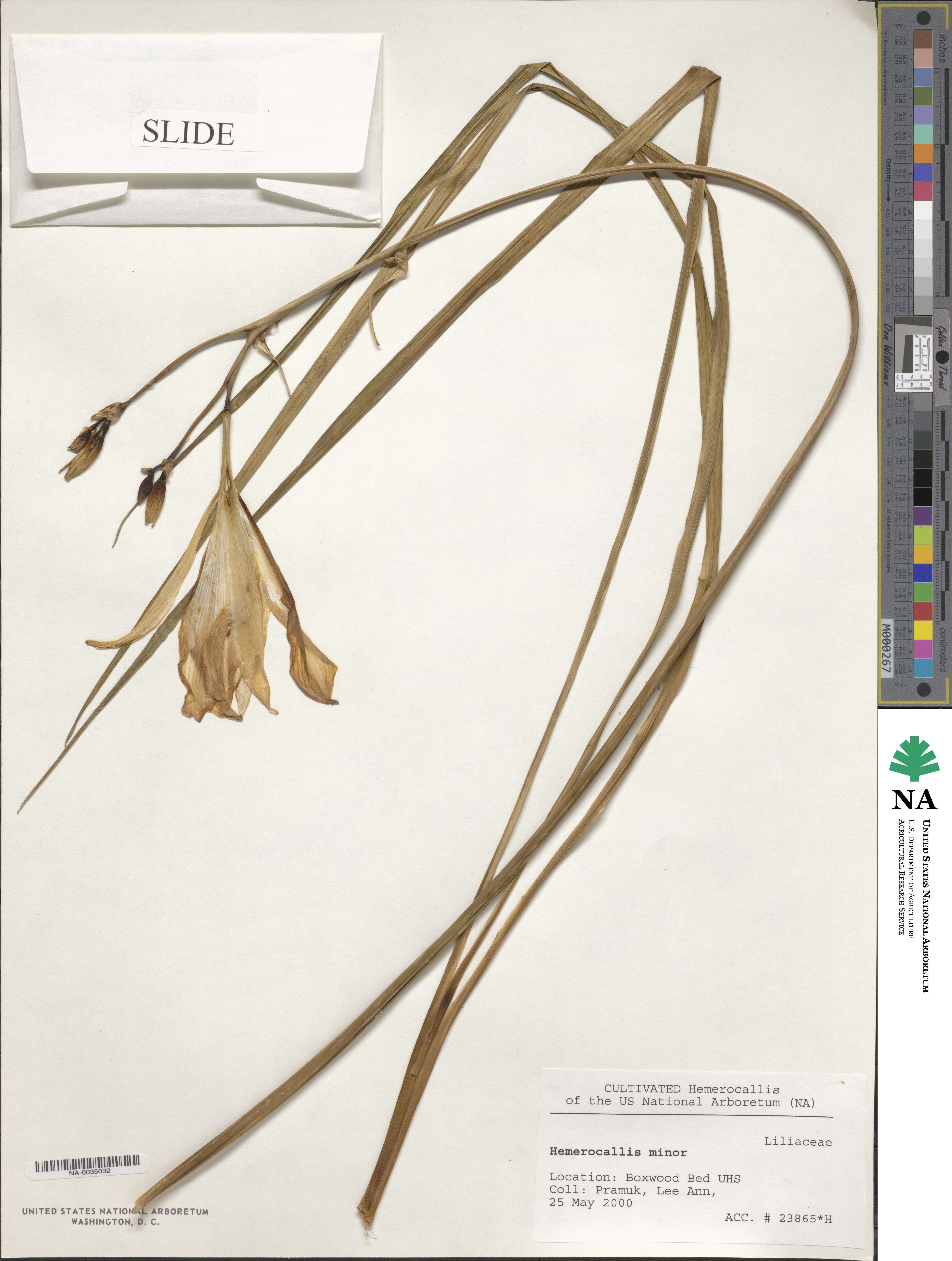Hemerocallis minor image