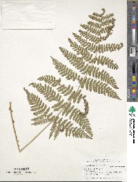 Dryopteris intermedia image