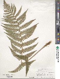 Dryopteris marginalis image