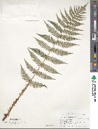 Dryopteris marginalis image