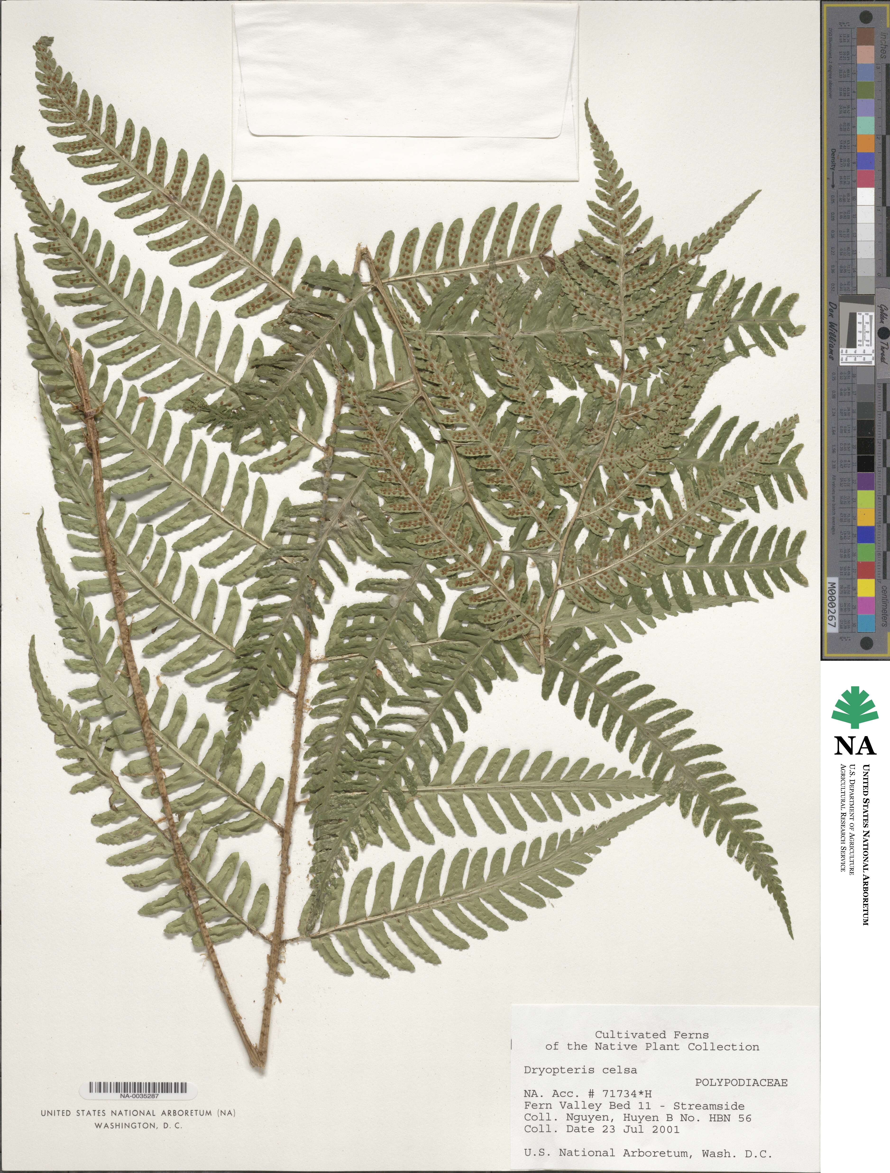 Dryopteris celsa image