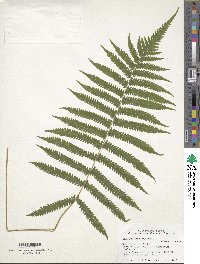 Pelazoneuron kunthii image