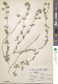 Teucrium polium image