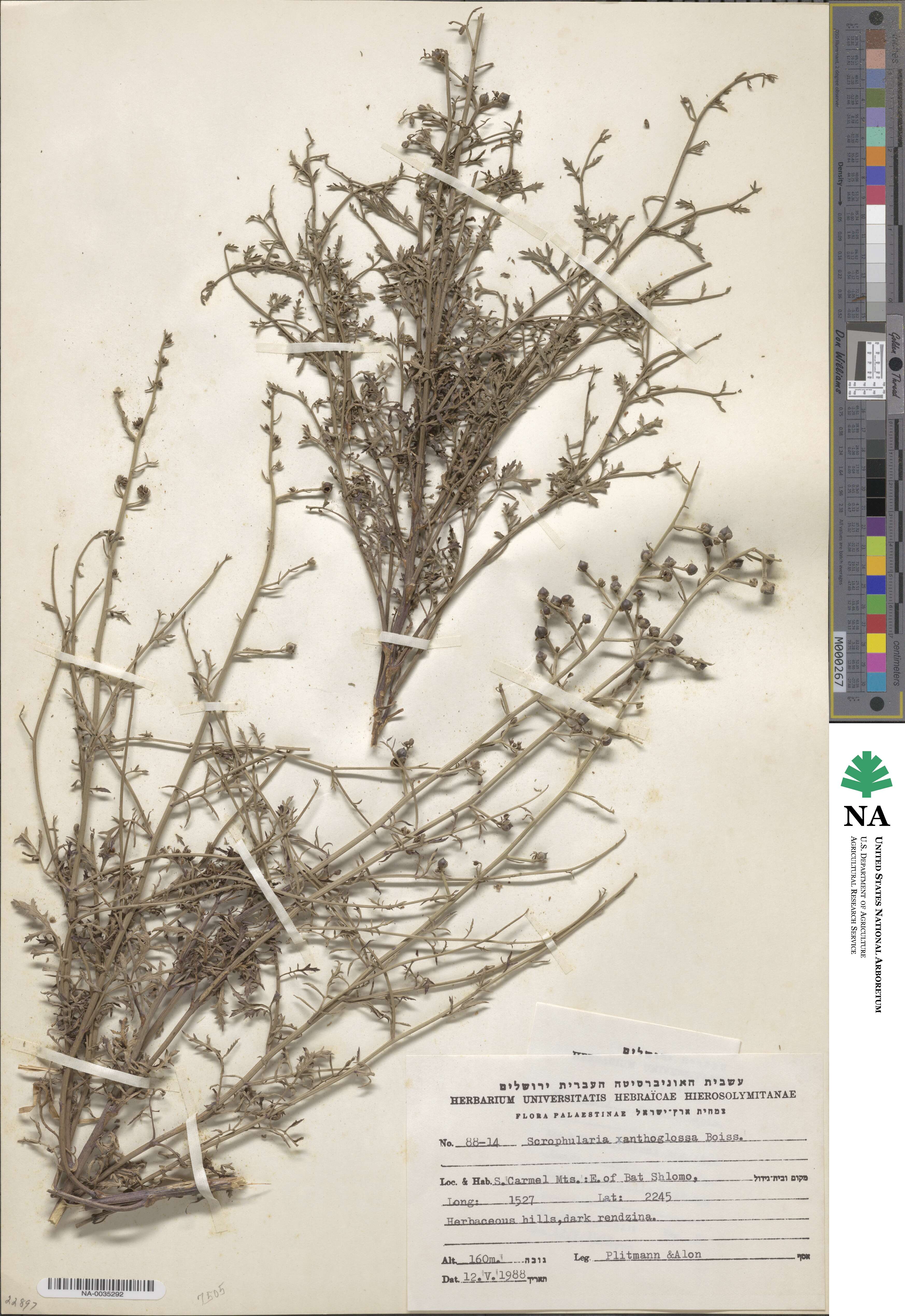 Scrophularia xanthoglossa image