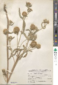 Scabiosa palaestina image