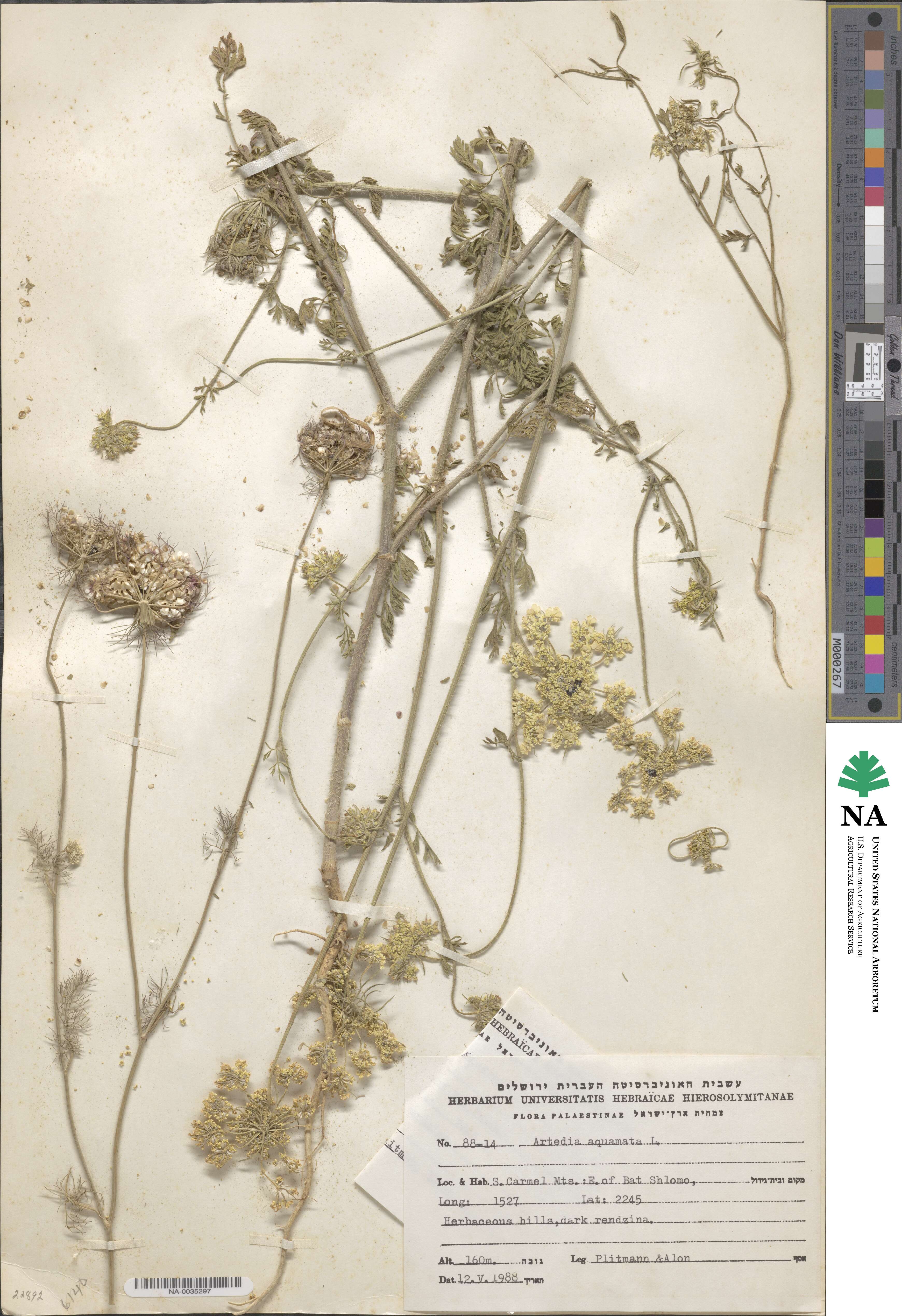 Artedia squamata image