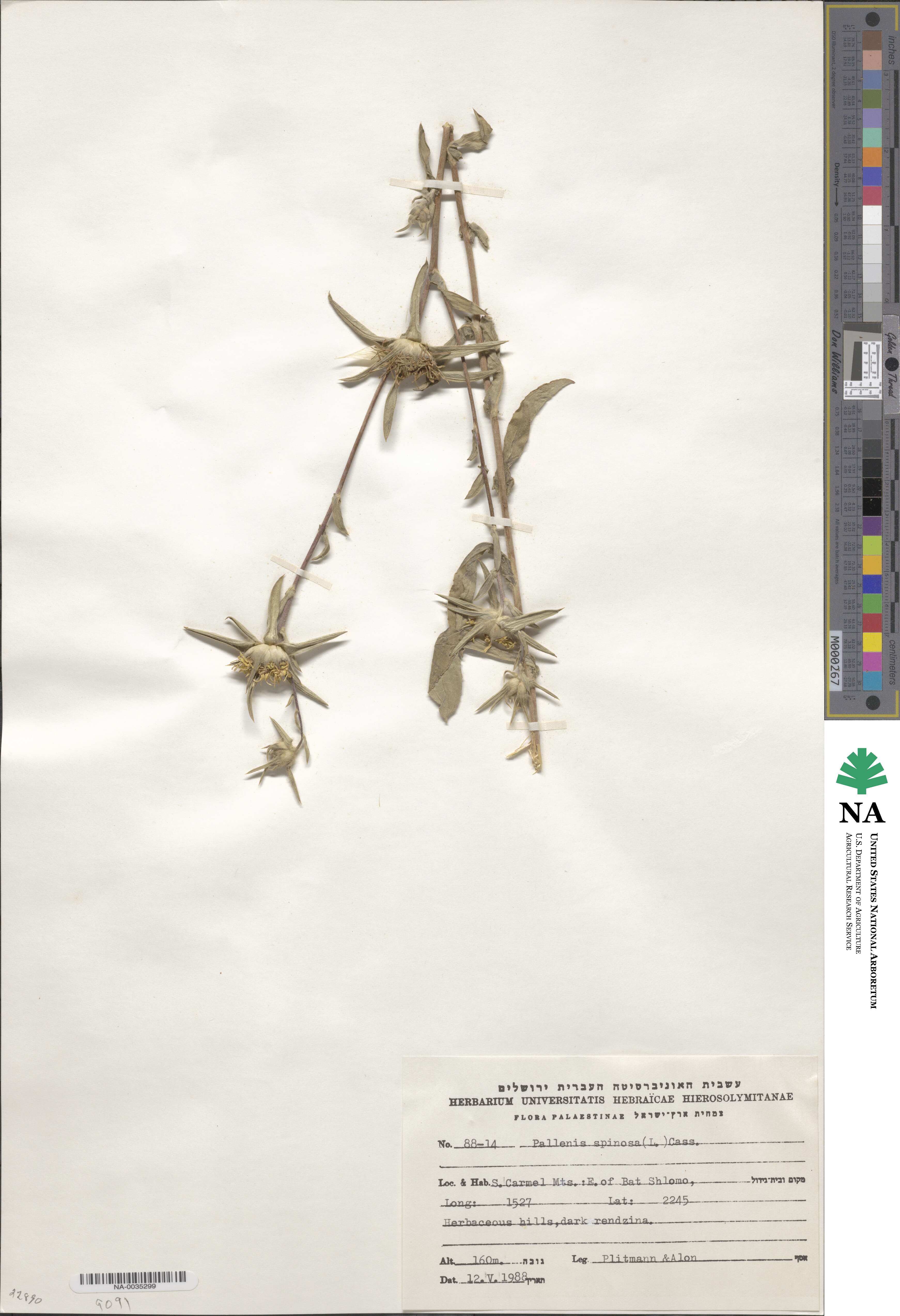 Pallenis spinosa image