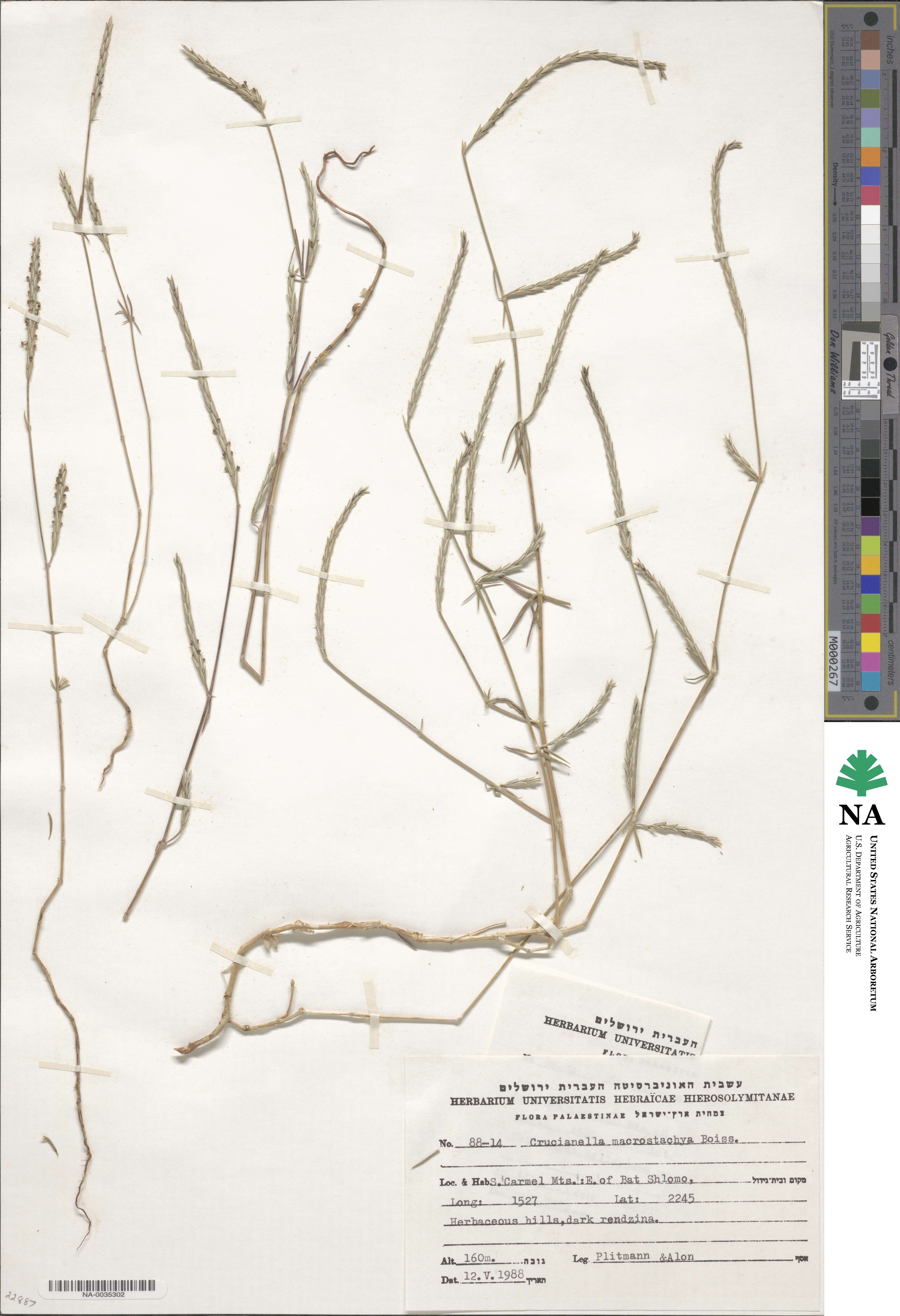 Crucianella macrostachya image
