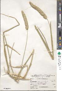 Phalaris aquatica image