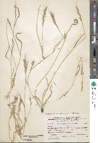 Brachypodium distachyon image