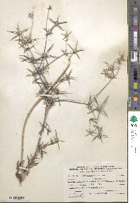 Image of Eryngium creticum