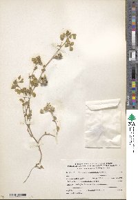 Medicago truncatula image